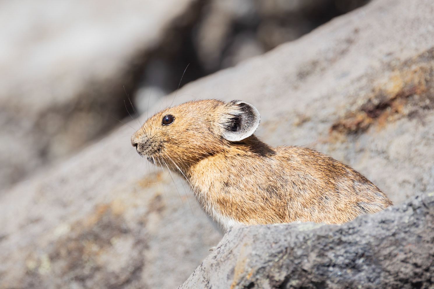 Pika