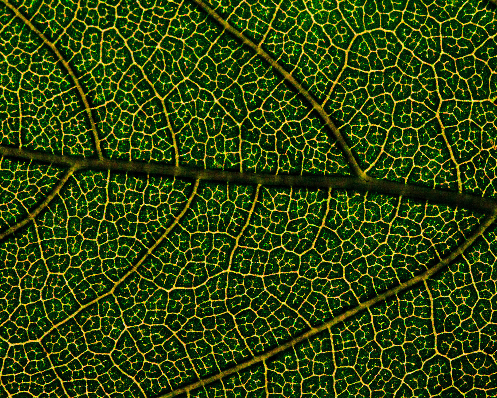 Tartarian Maple Leaf