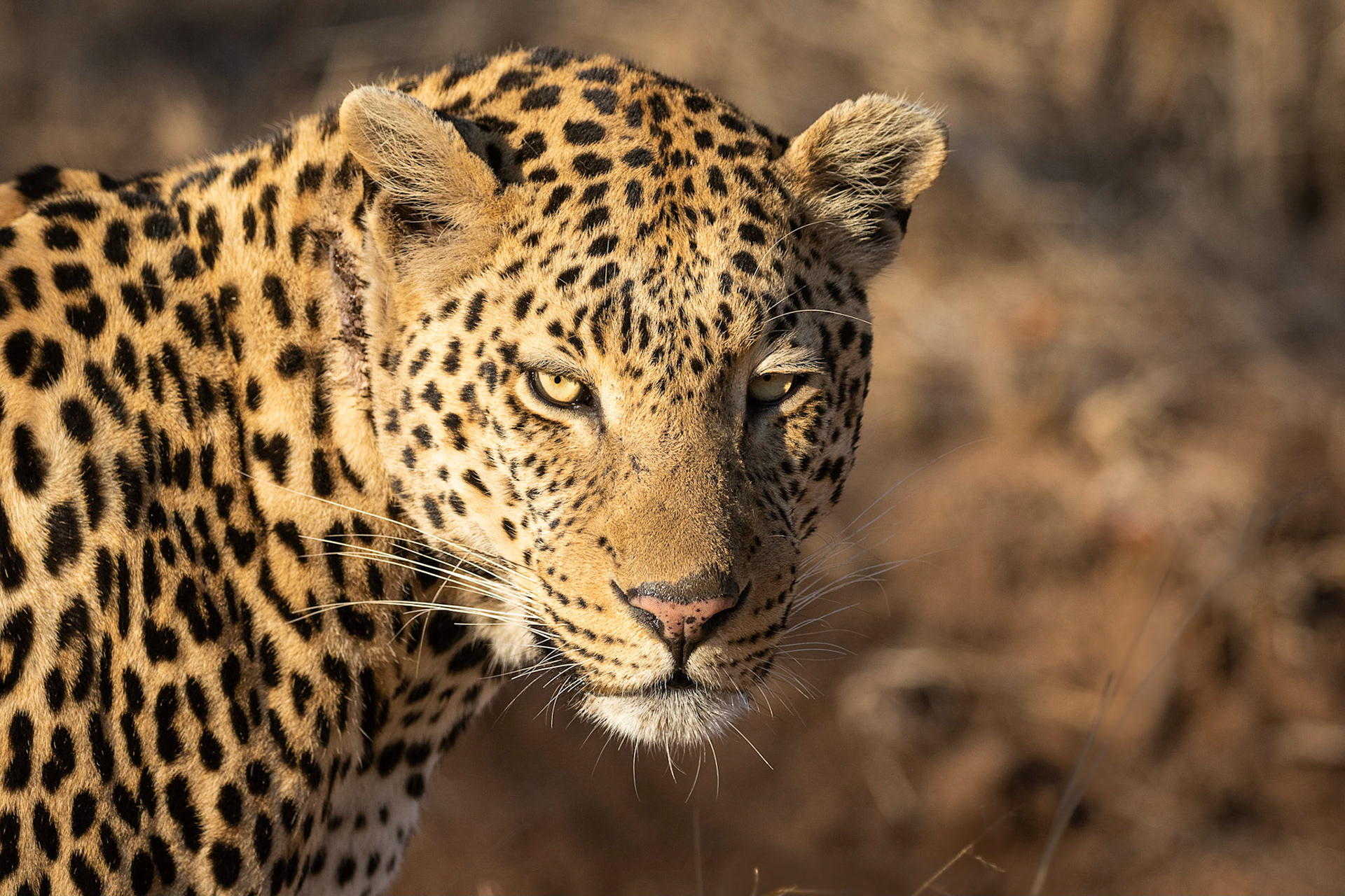 Sabi-Sands Reserve, South Africa