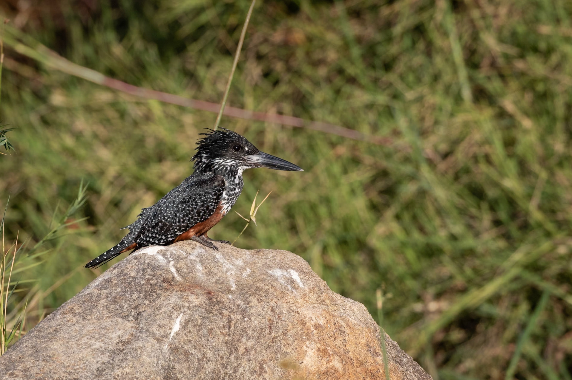 Giant Kingfisher