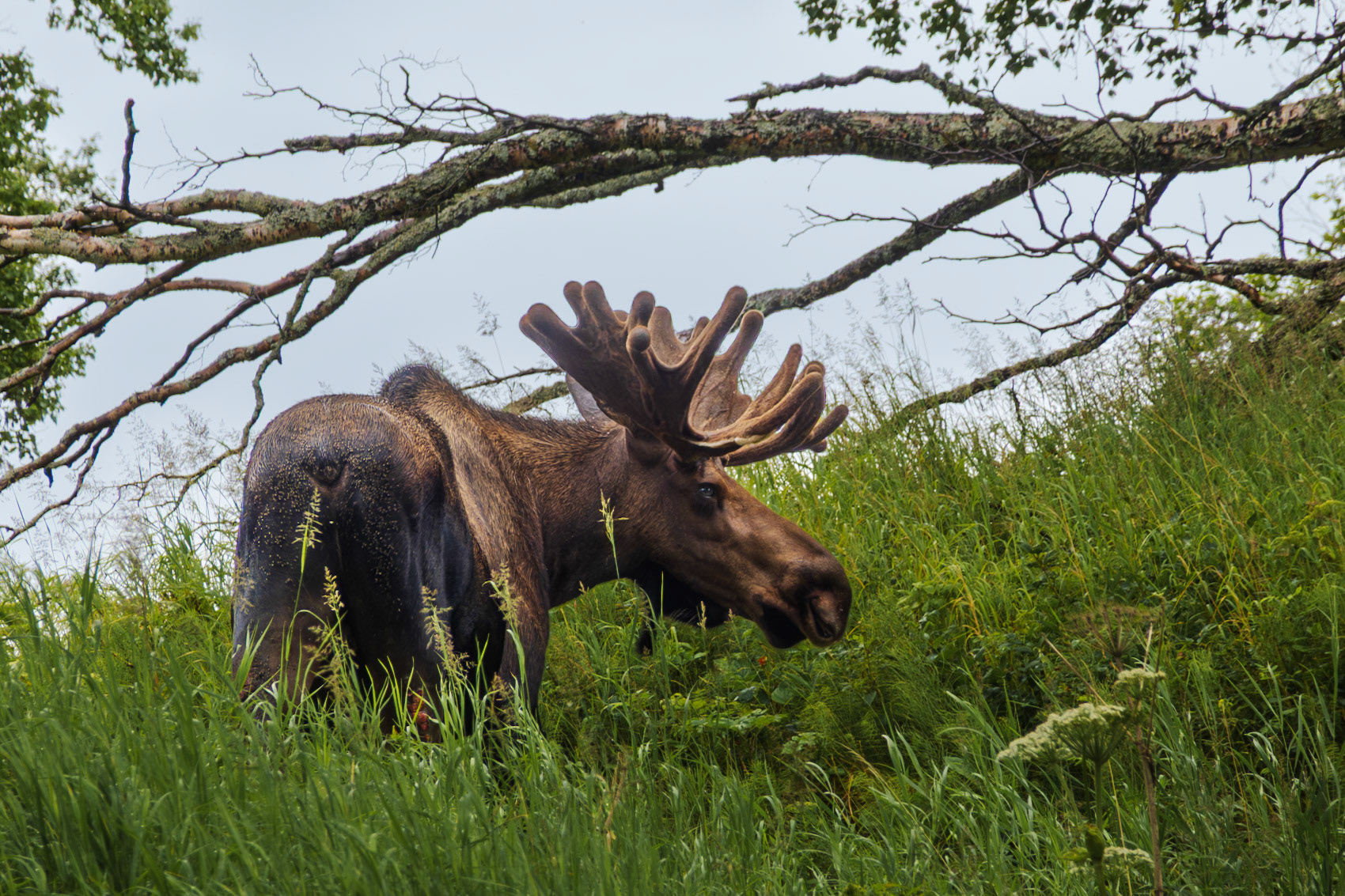 Bull moose in Kincaid Park