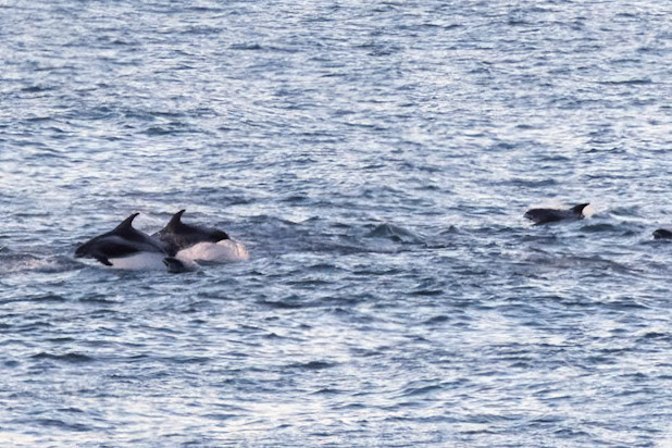 White Beaked Dolphins