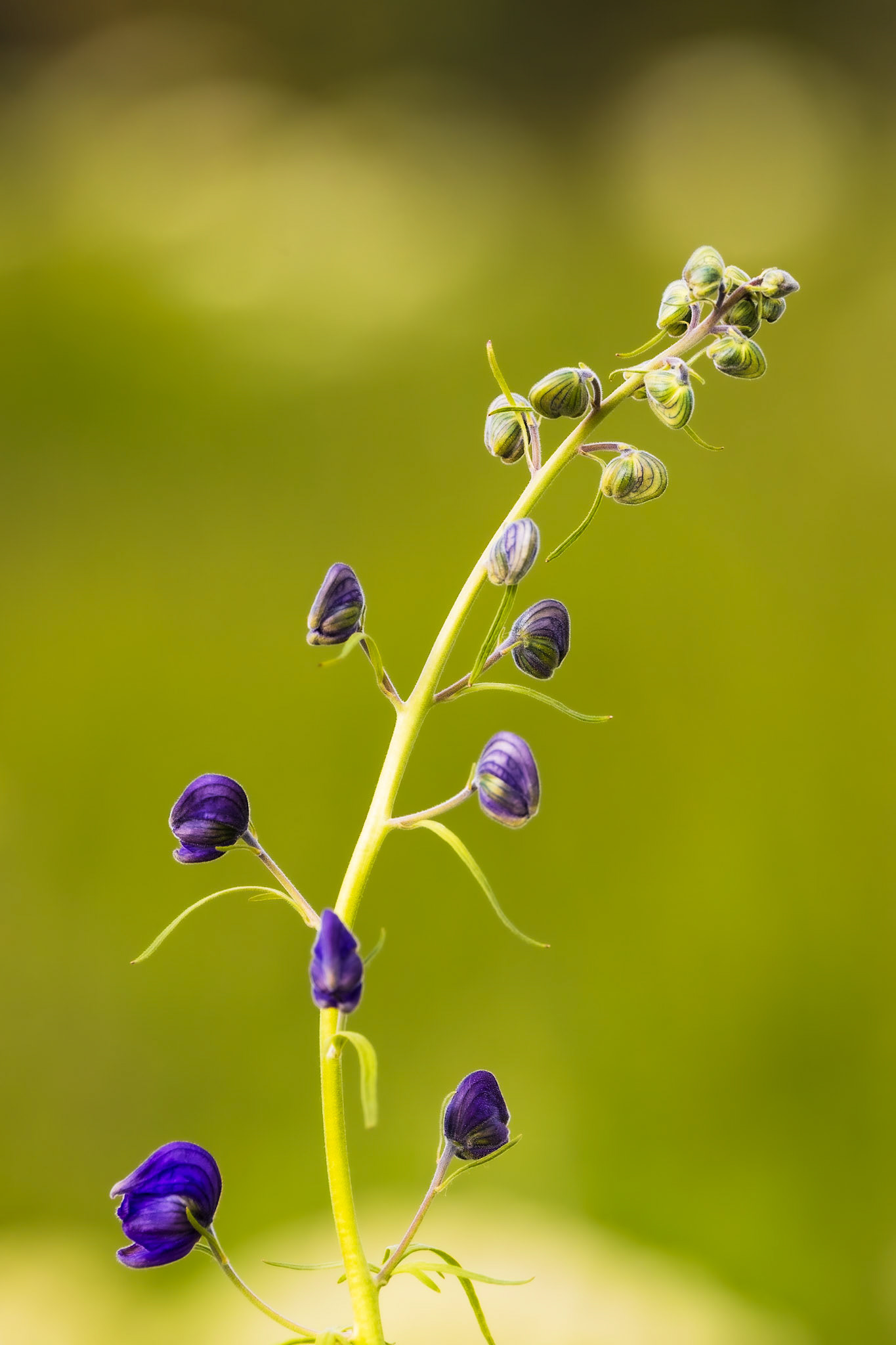 Monkshood