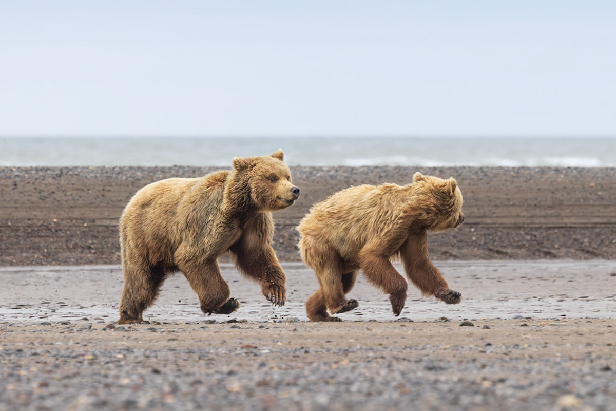 Catch Me If You Can!