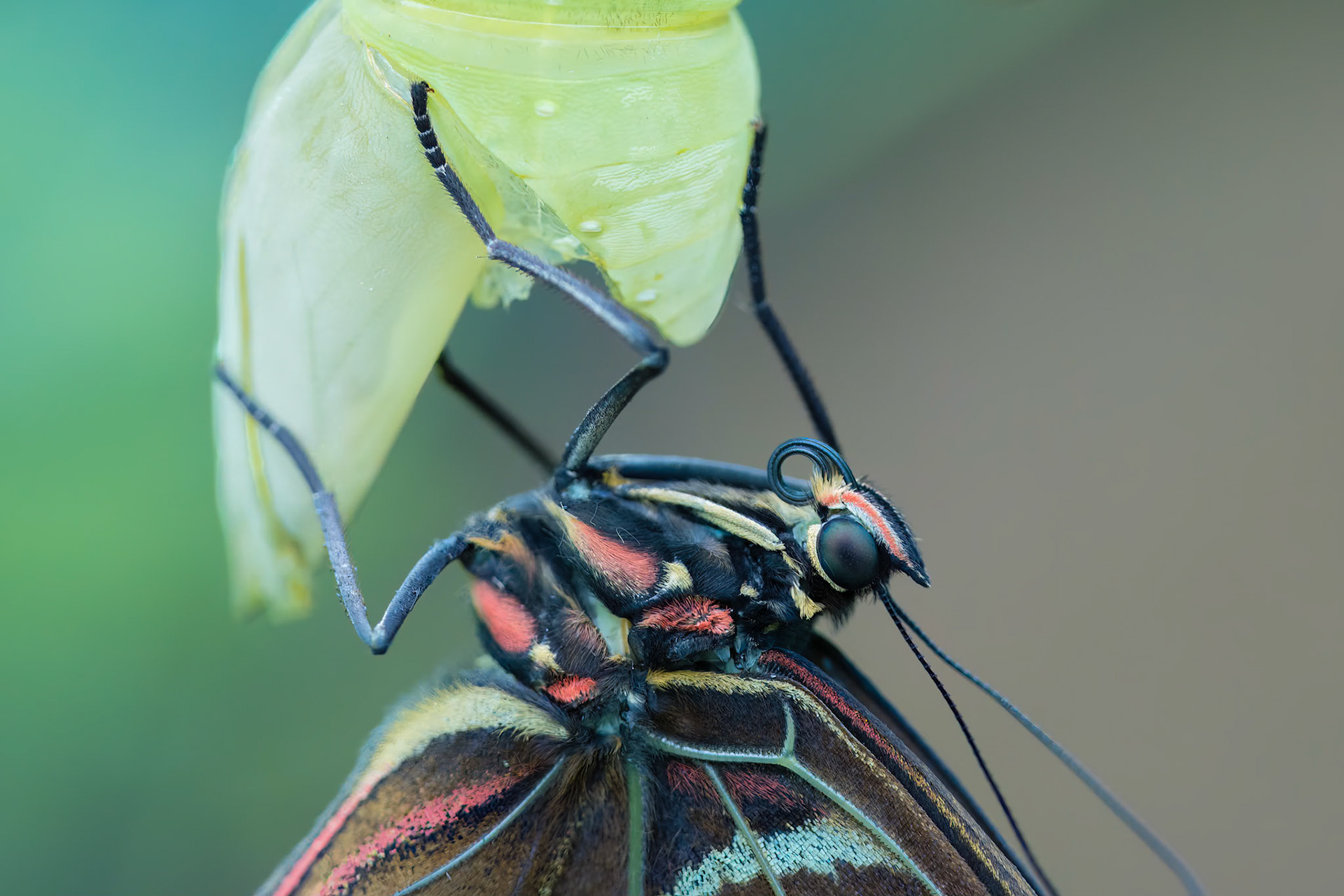 Blue Morpho Butterfly