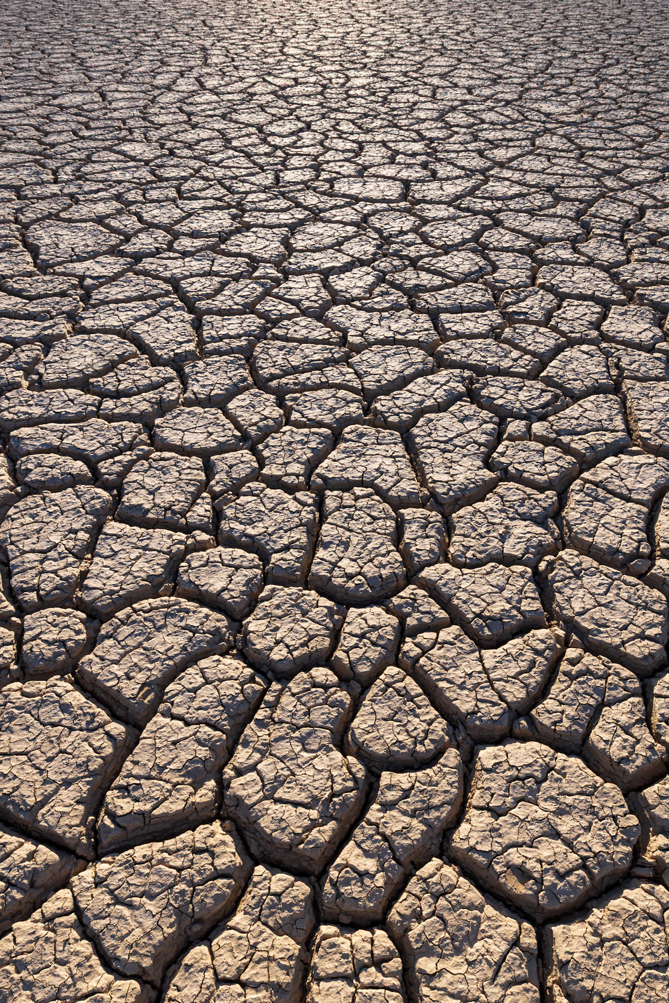 Playa Cracked Mud
