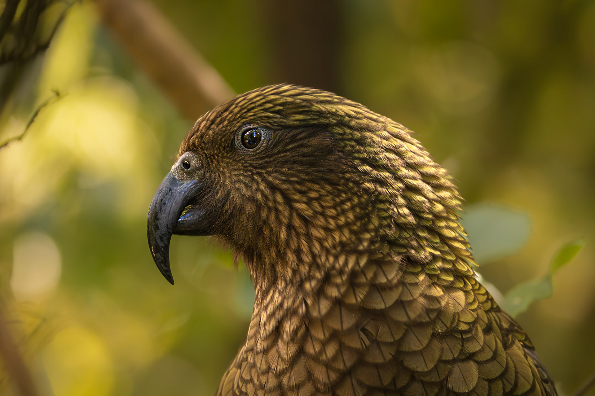 Kea