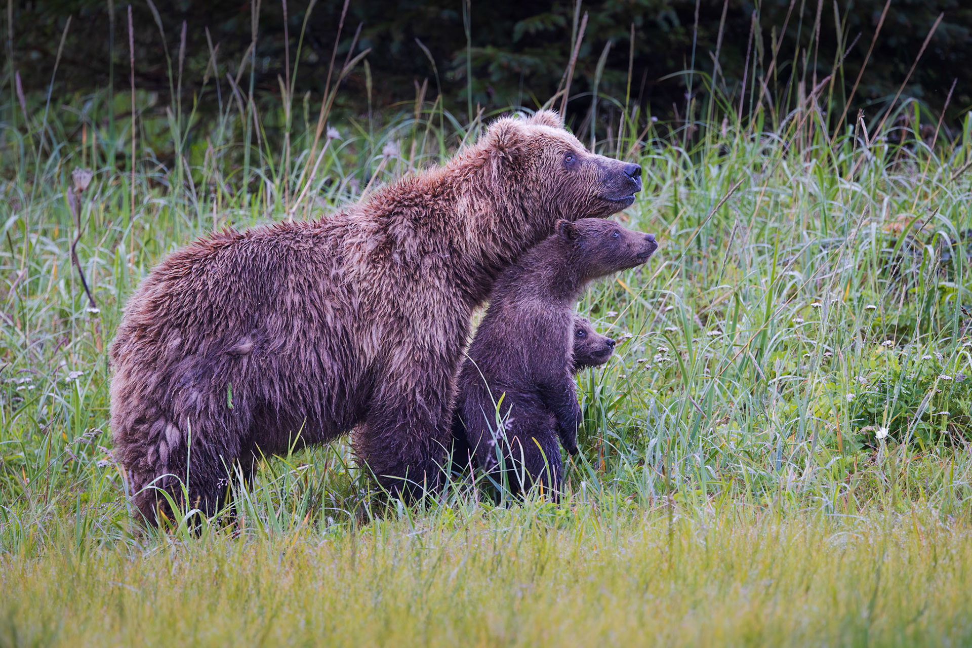 Checking out another bear