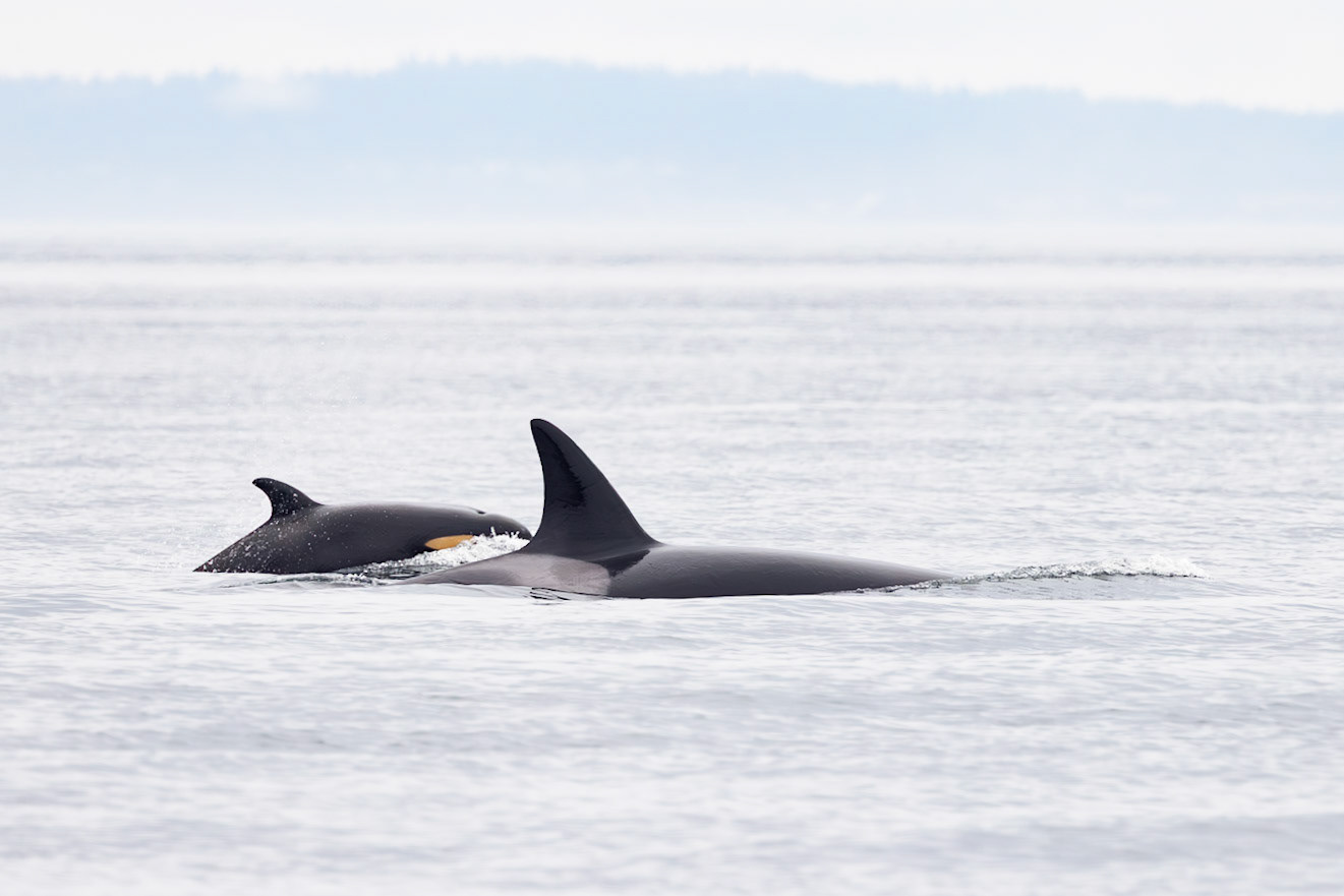 Baby Orca