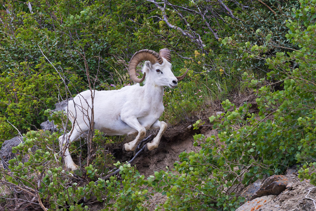 Dall Sheep