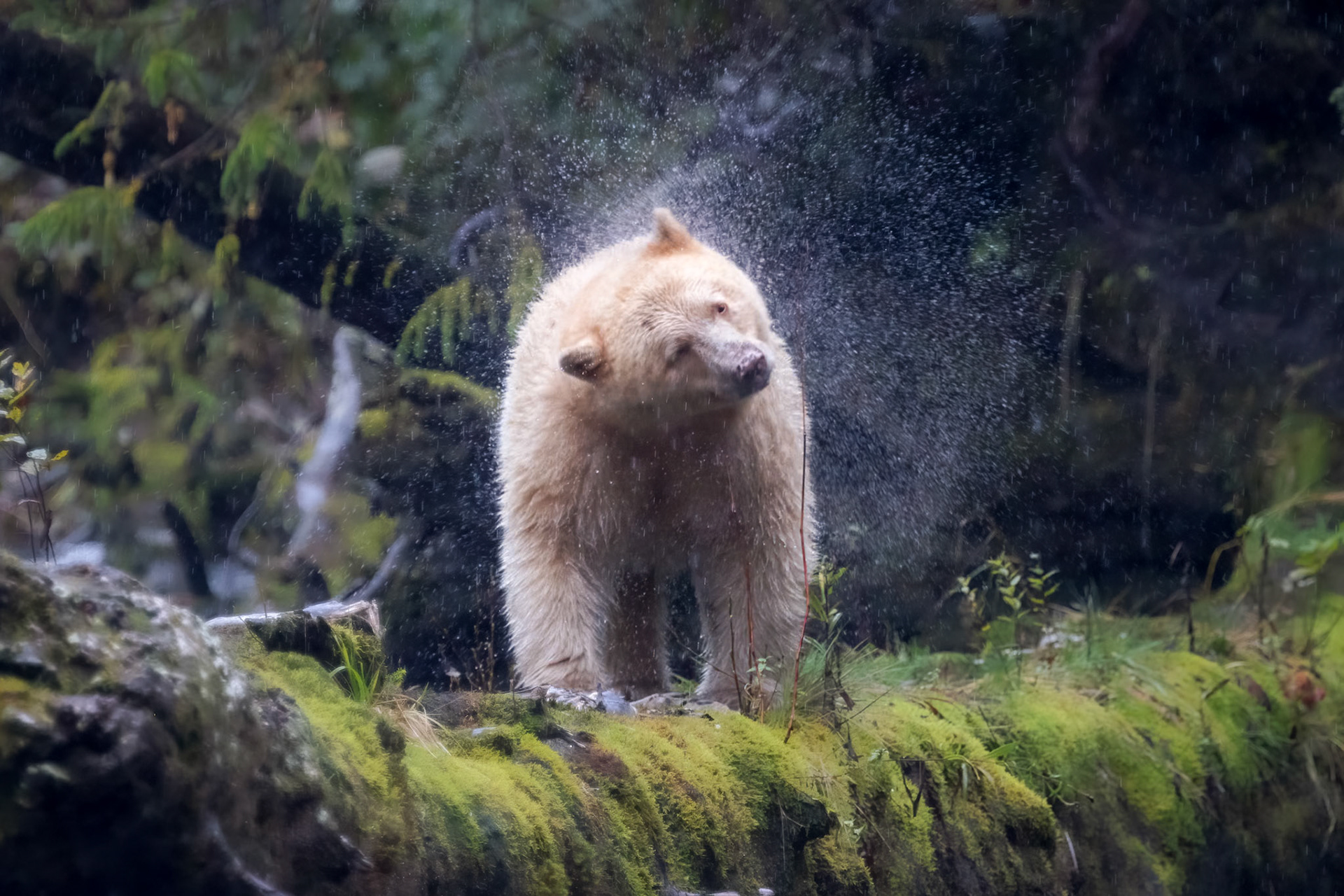 Shaking Spirit