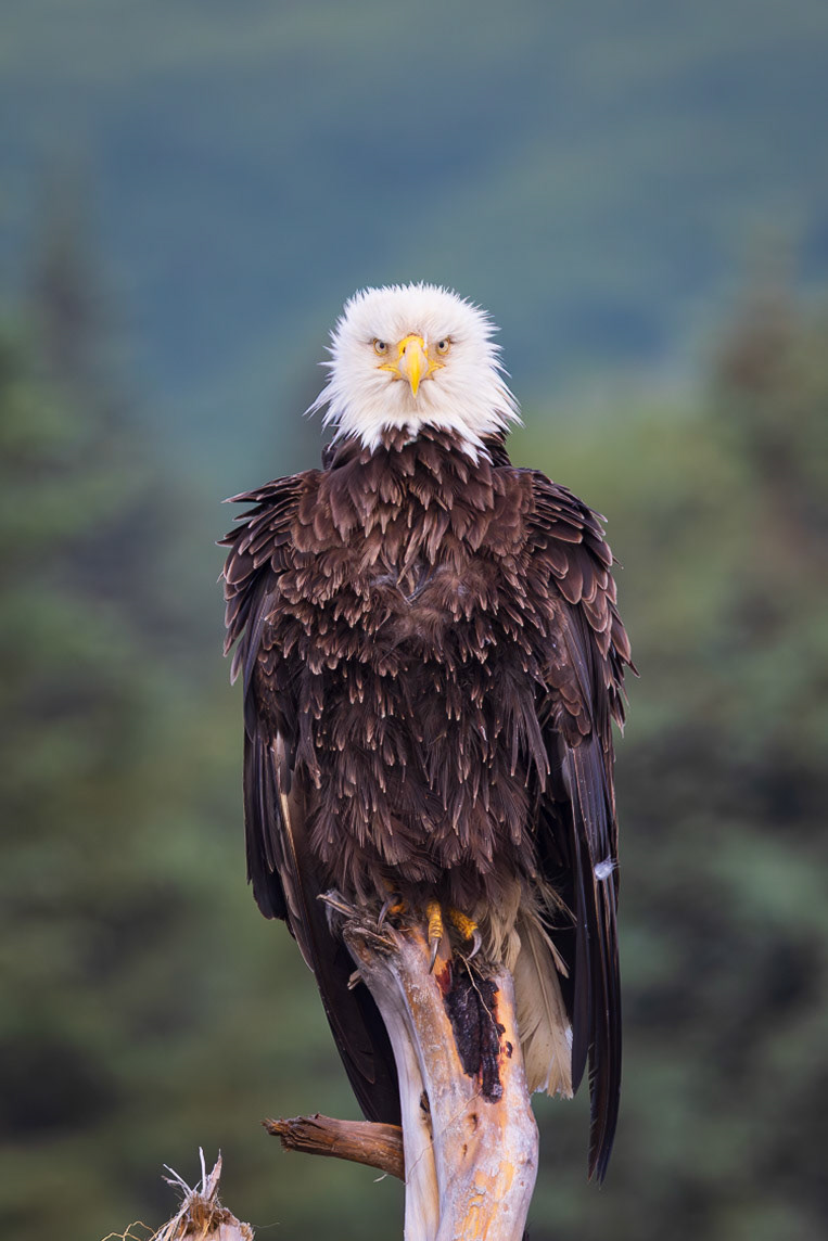 Beautiful eagle