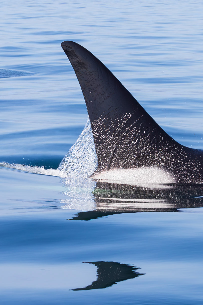 Dorsal Sail Closeup