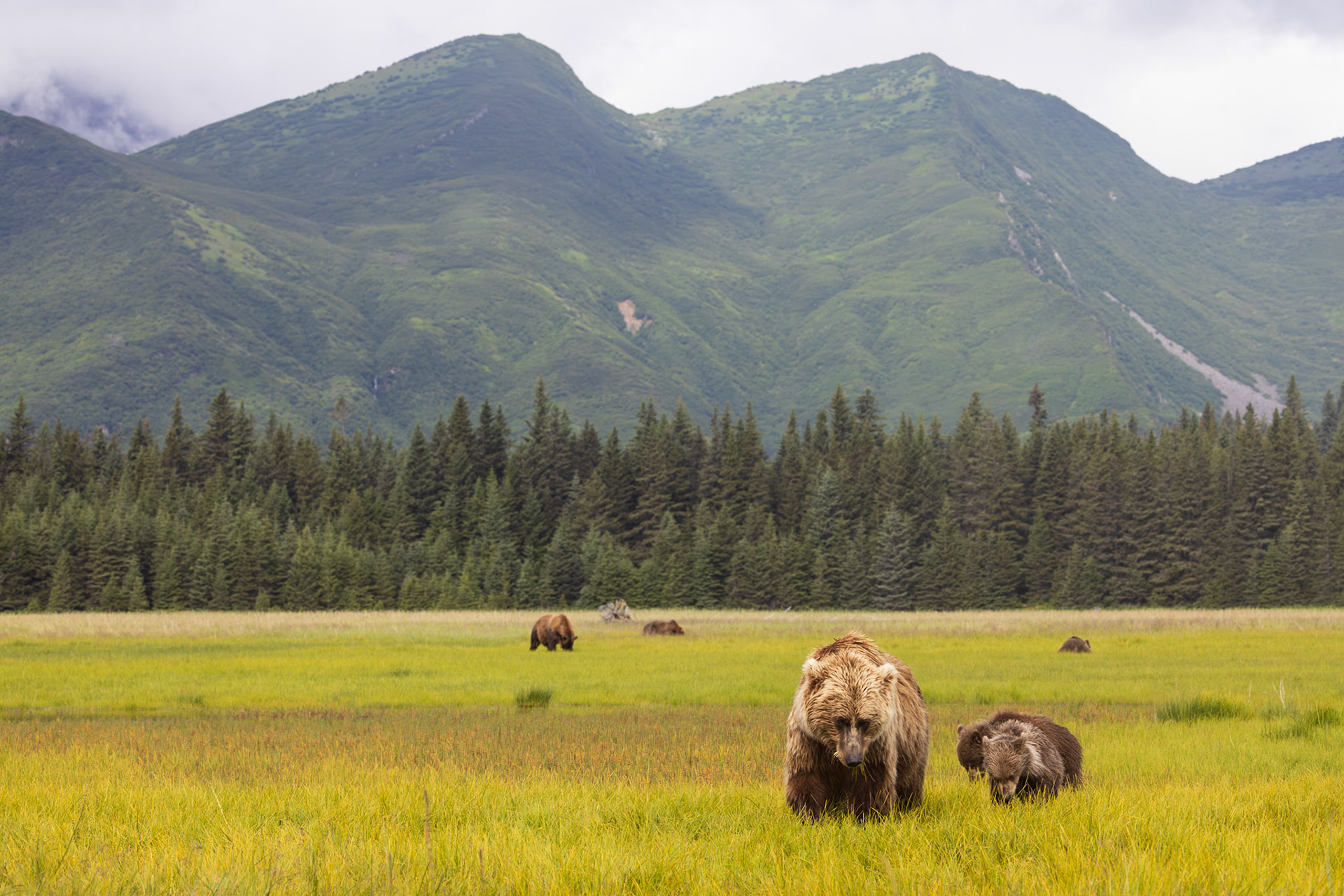 So many bears int he meadow