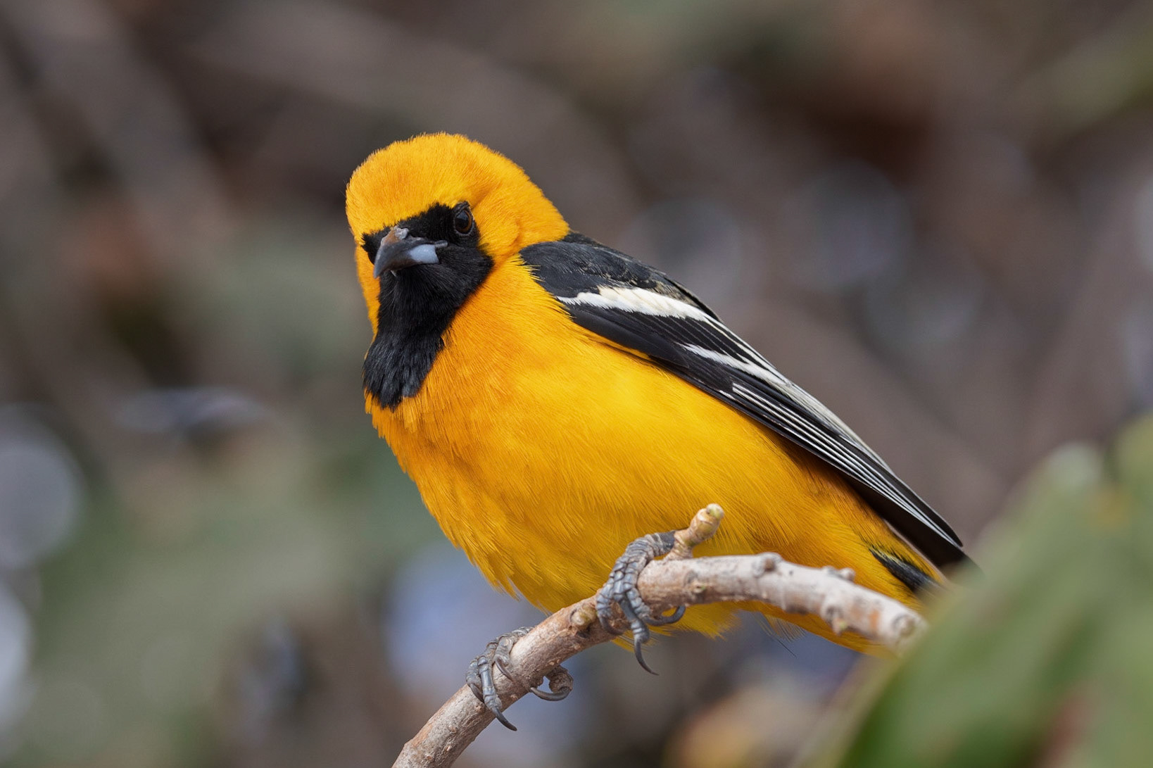 Male Hooded Oriole