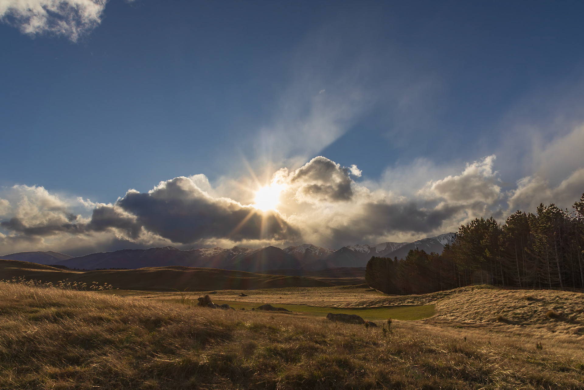 Golden Glow Over the Vineyard