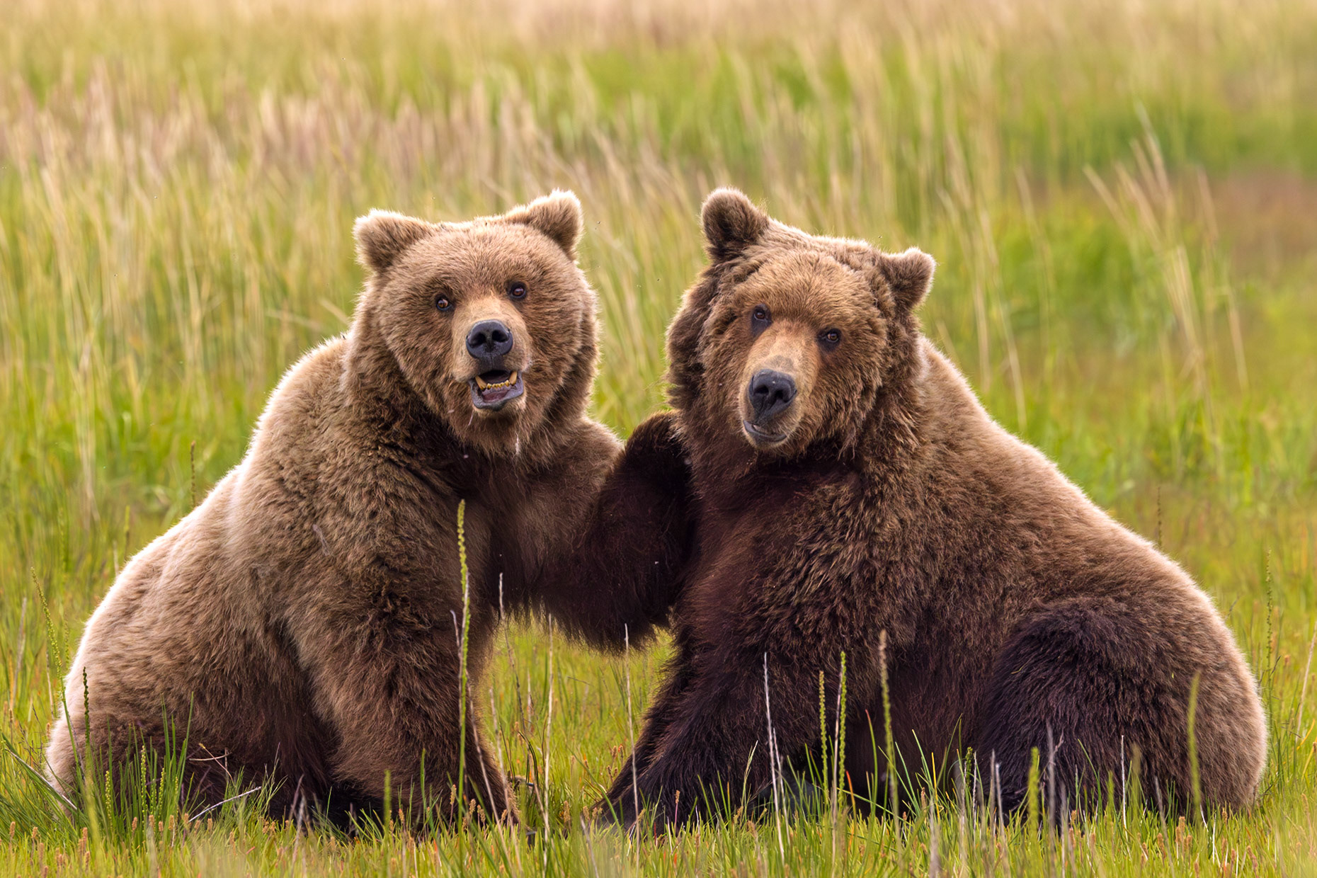 Bear Bros'