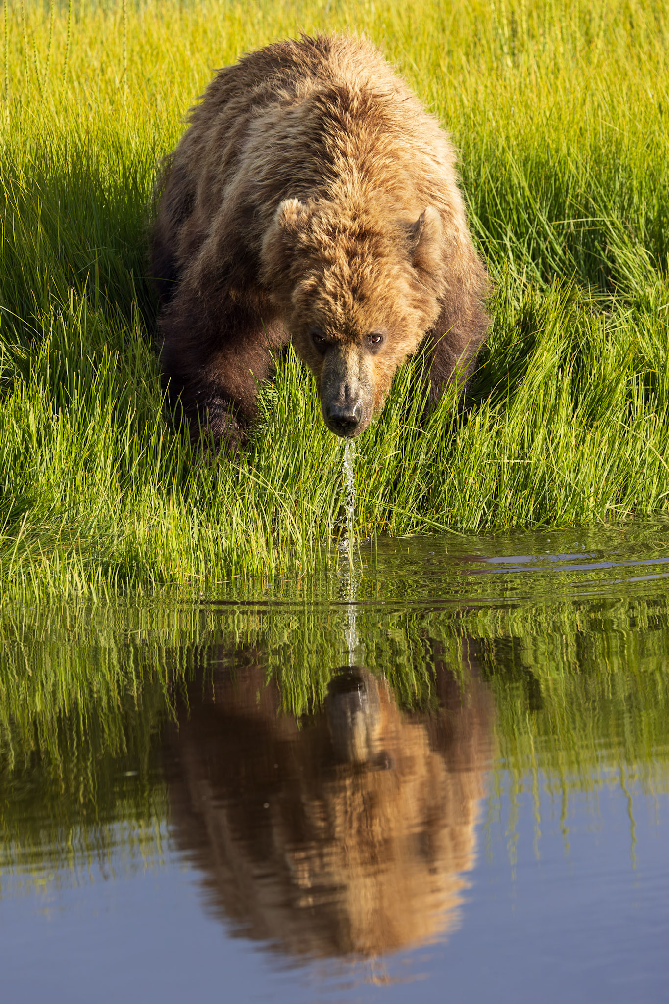 Drinking reflection