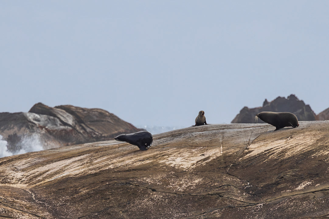 Fur Seal Chase