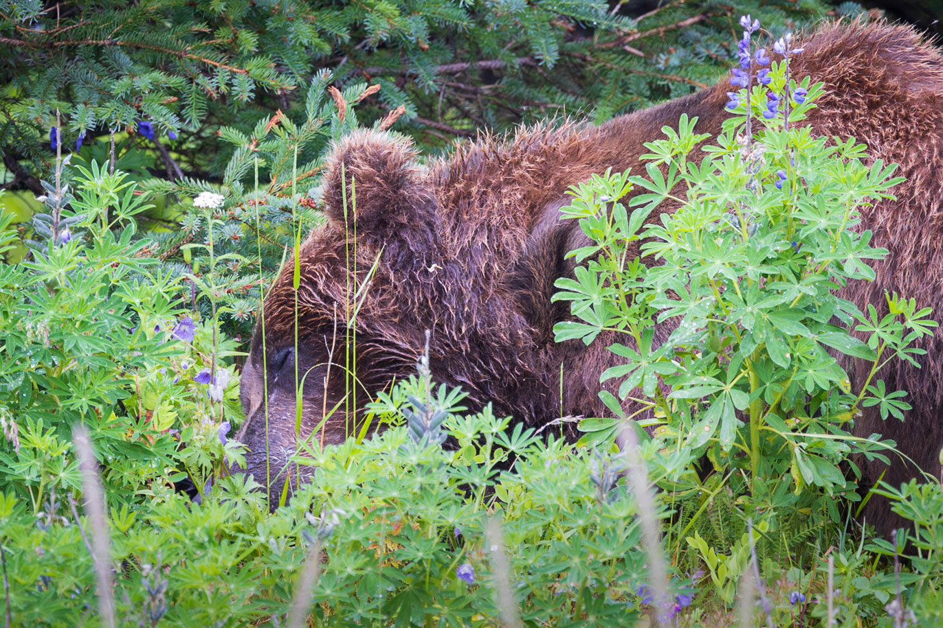 We were watching this bear when it decided to lay down in the flowers and take a nap