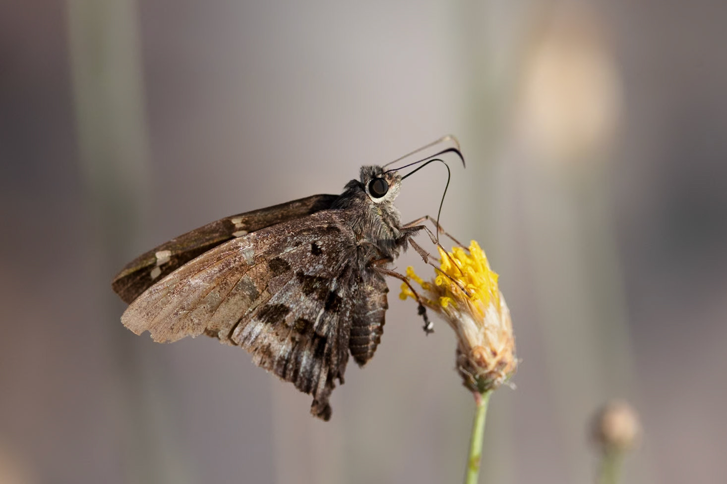 Skipper Butterfly