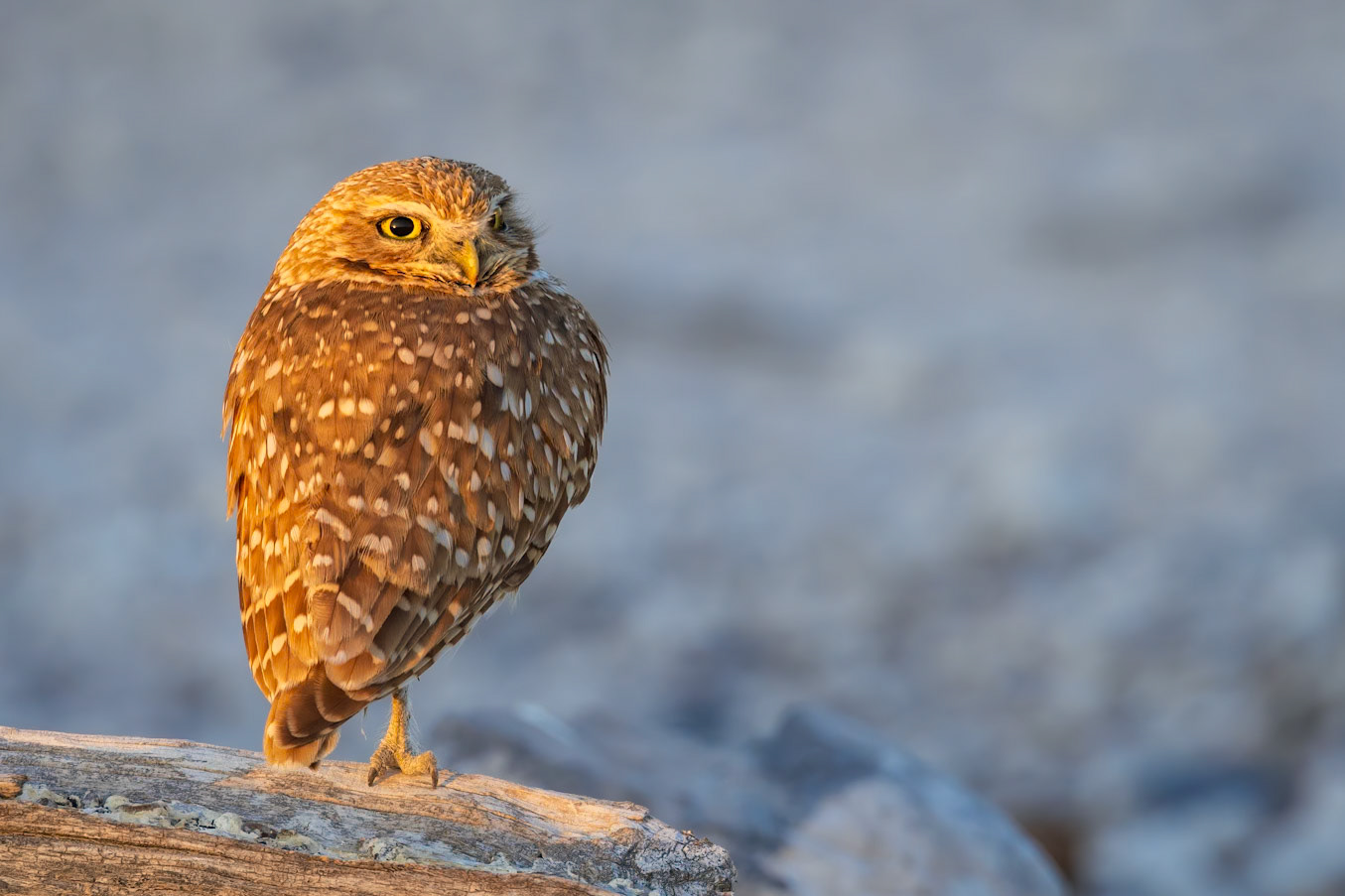 Sunrise Light