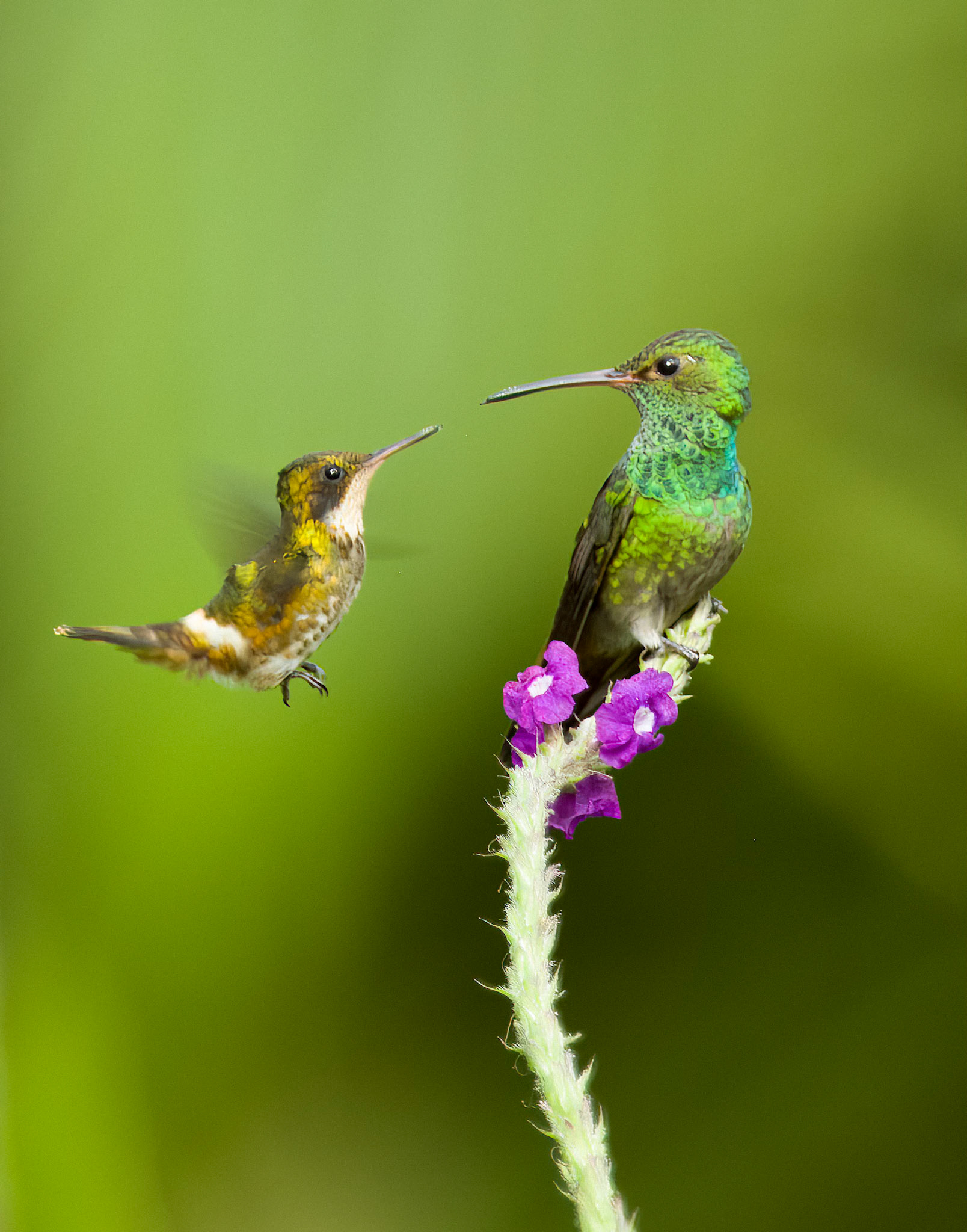 Scintillant vs Rufous-tailed Hummingbirds