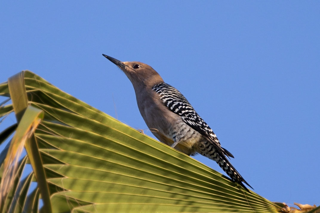 Gila Woodpecker