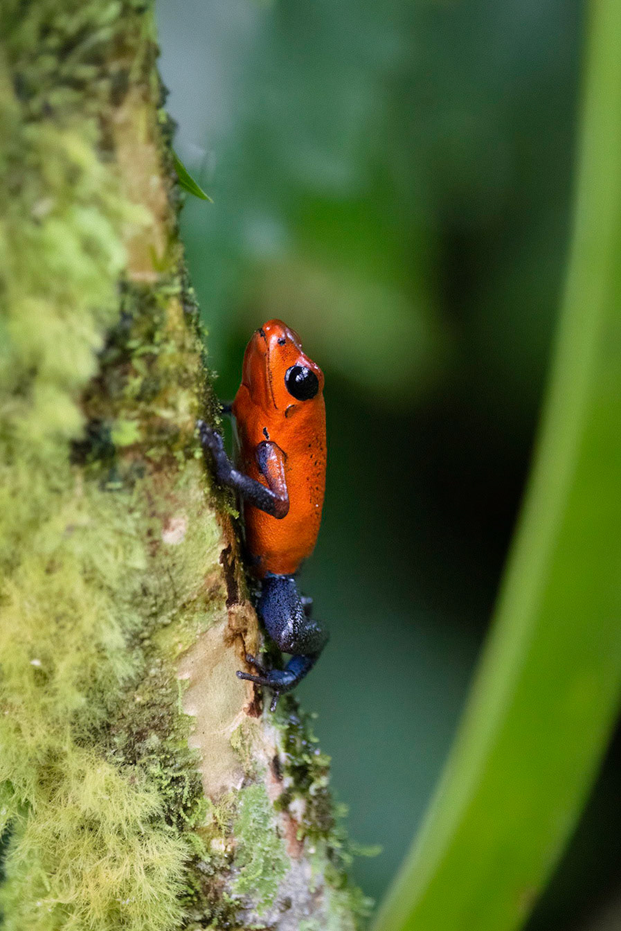 Blue Jeans Dart Frog