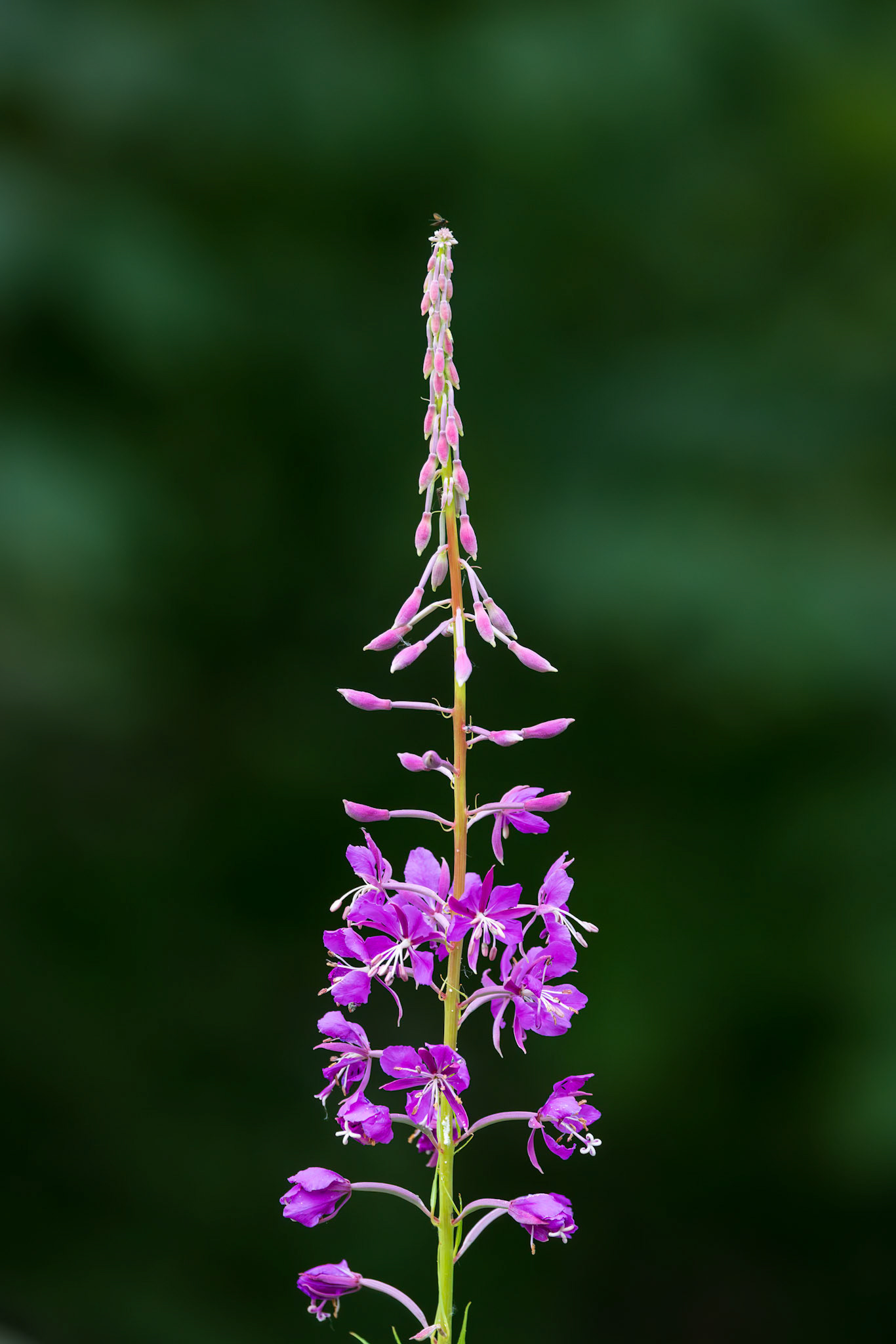 Fireweed