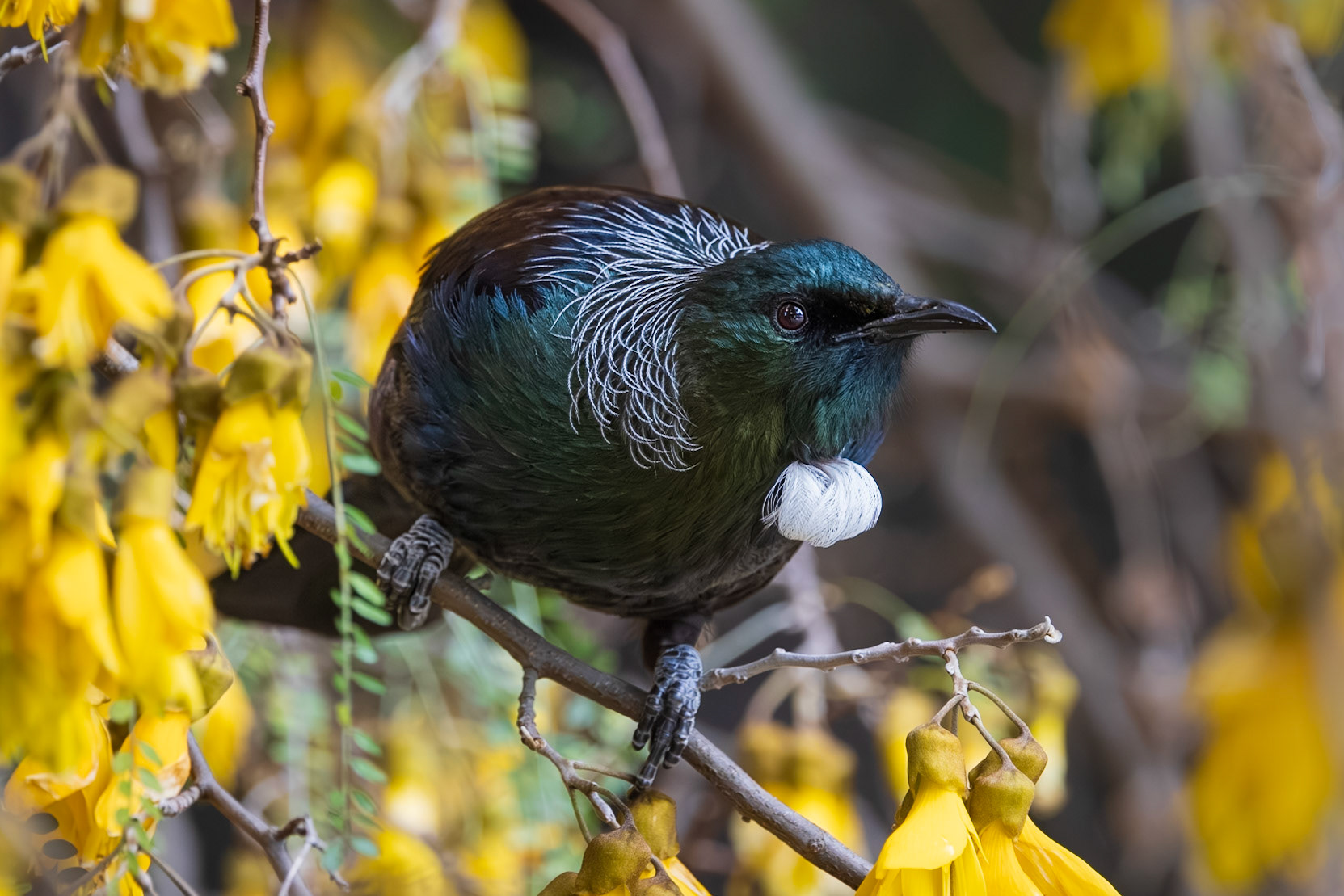 Tui