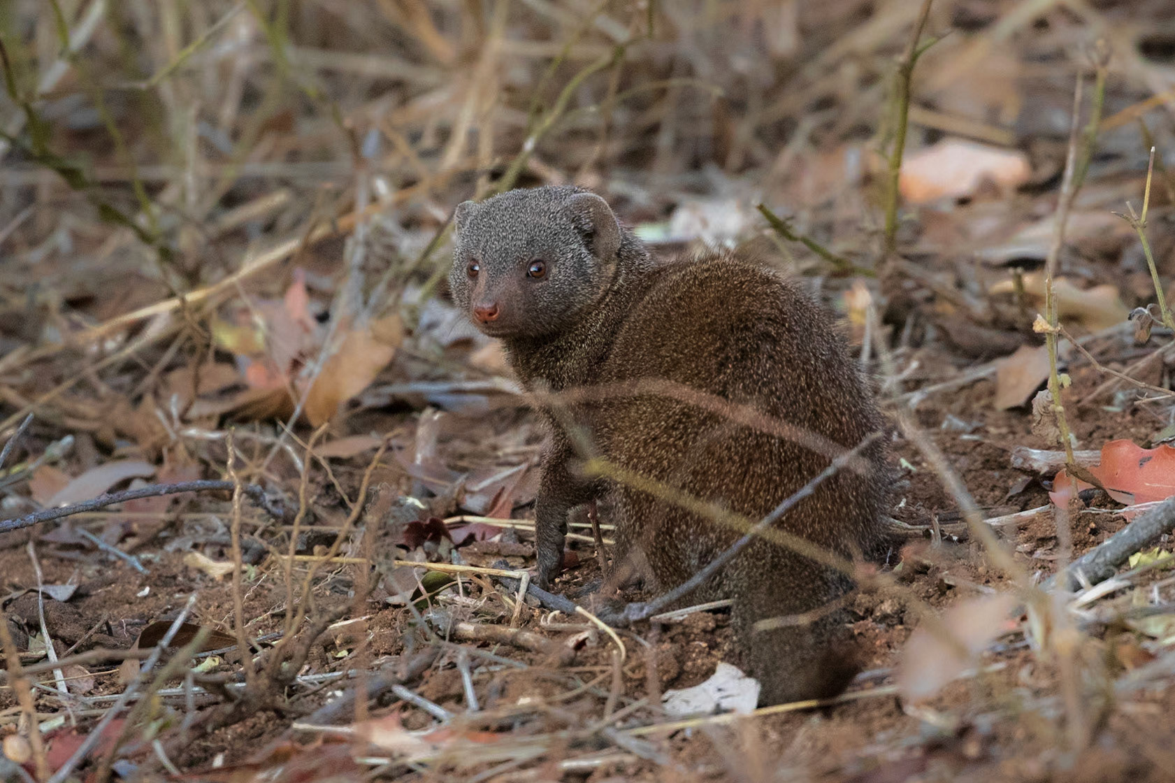 Dwarf Mongoose