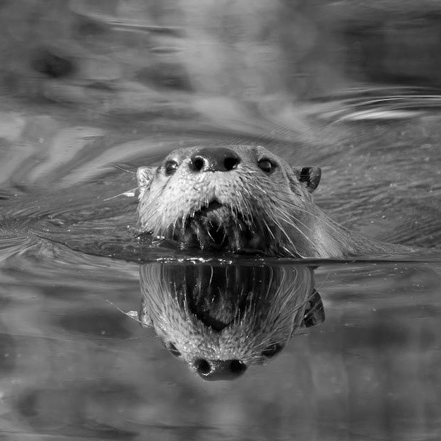 River Otter Reflection