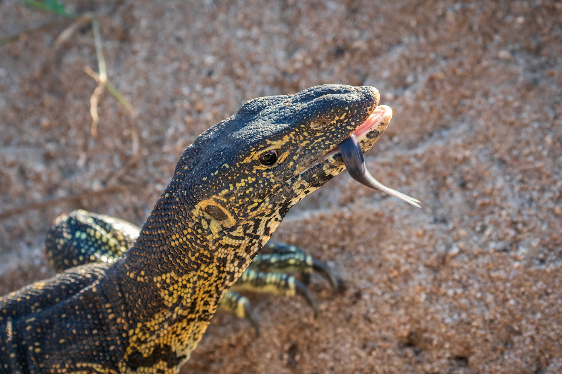 Water Monitor Lizard
