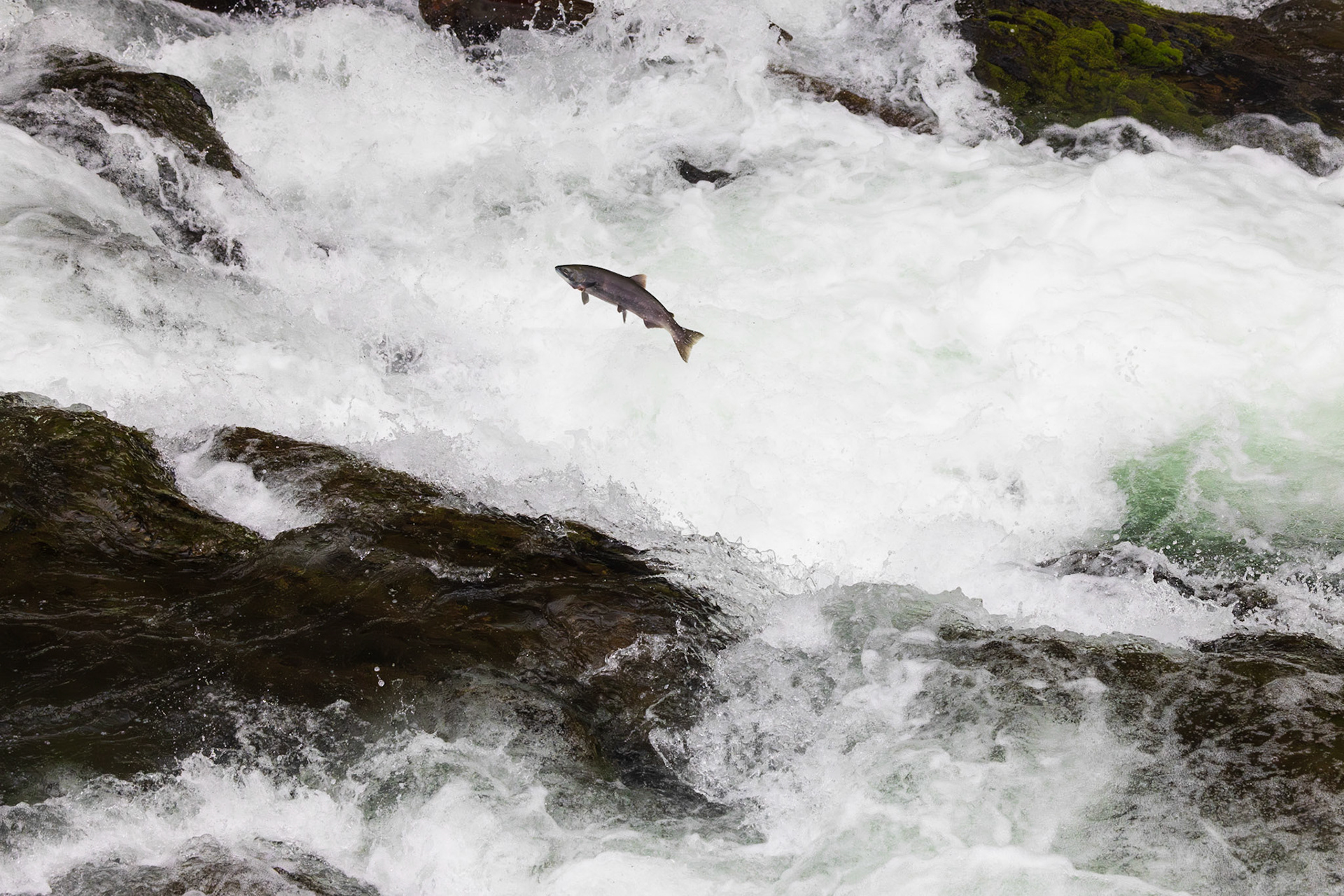 Salmon Jumping Russian River Falls