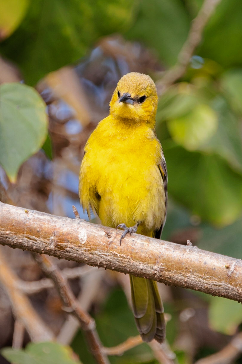Female Hooded Oriole
