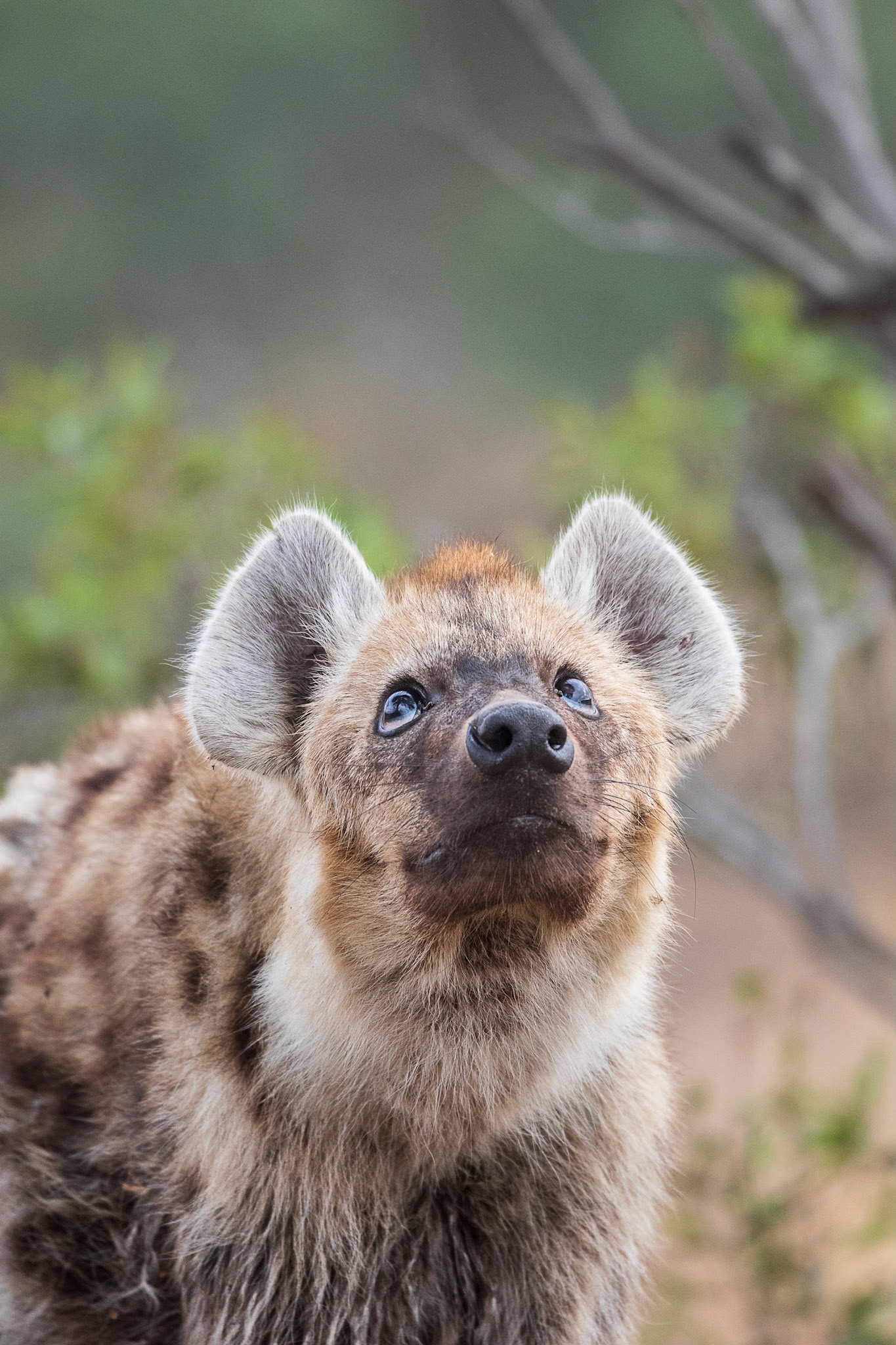 Hyena under a leopard in a tree eating its kill