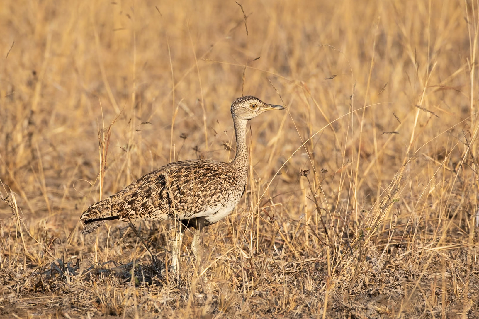 Red rested Korhaan