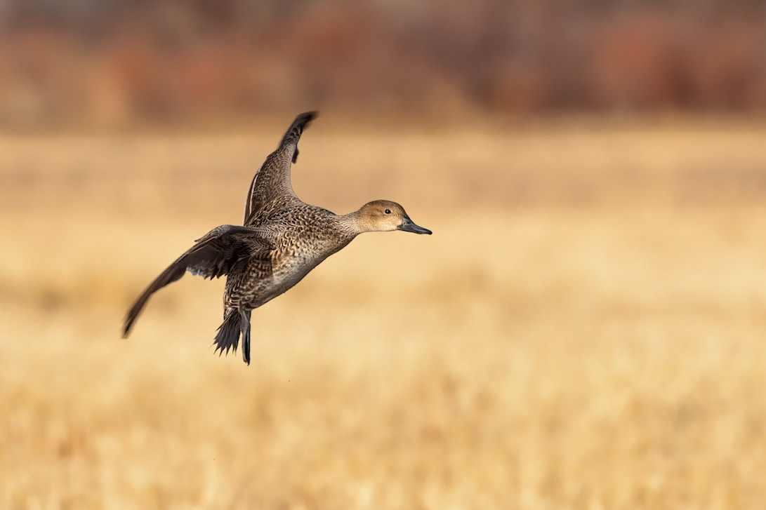 Female Northern Pintail Duck