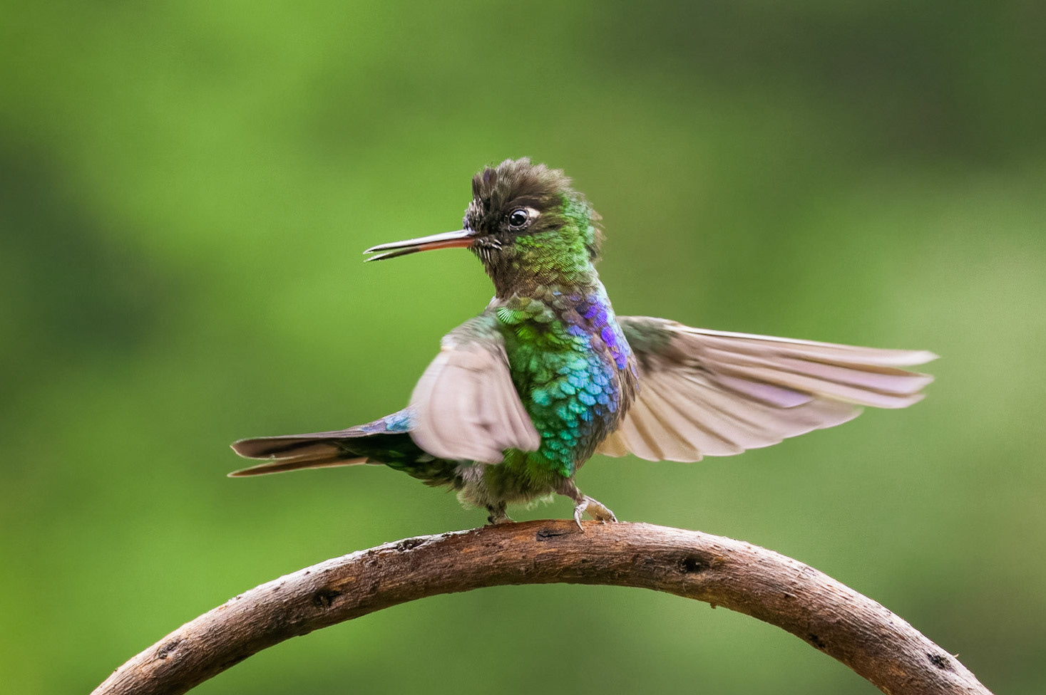 Fiery-throated Hummingbird