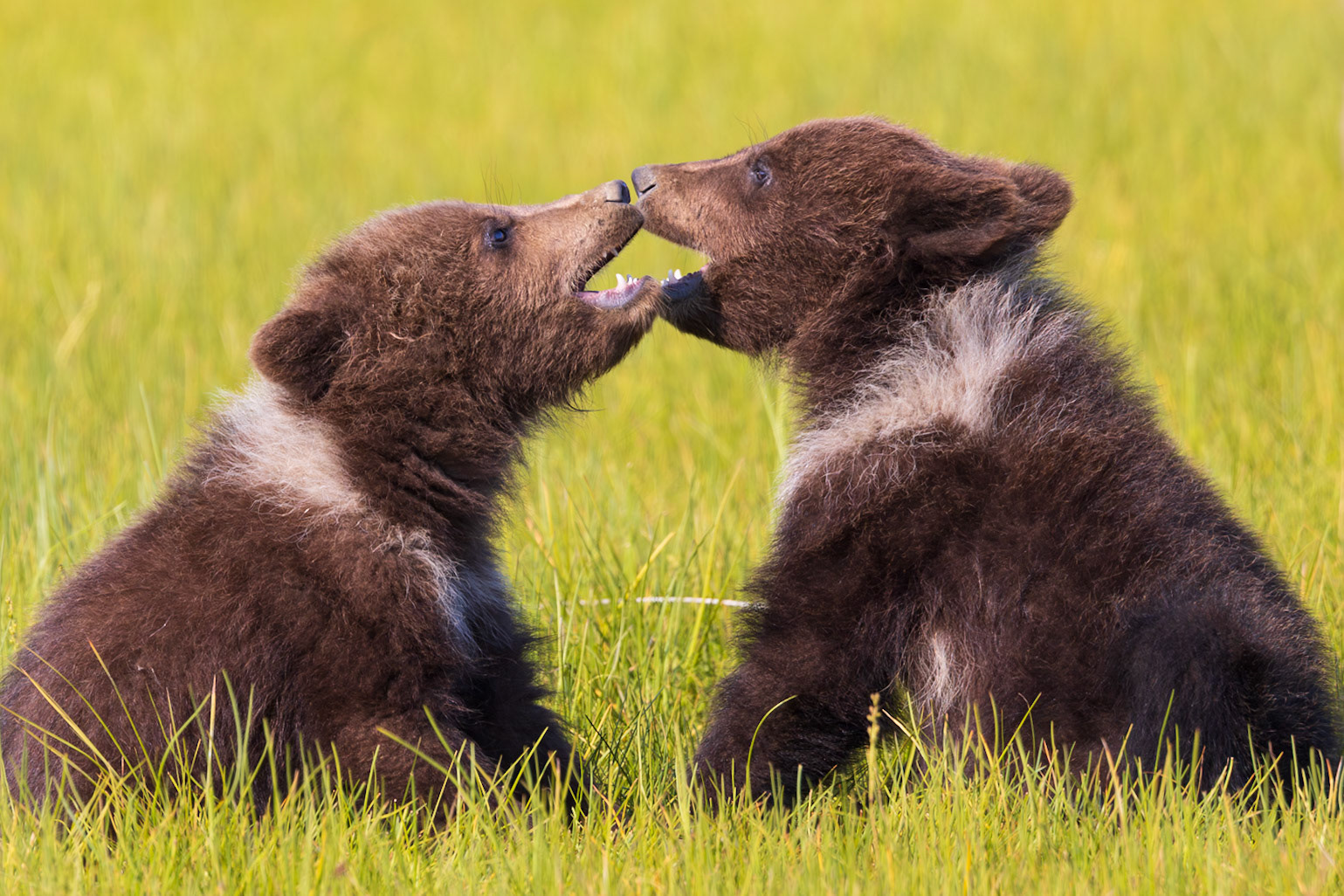 Jawing Cubs