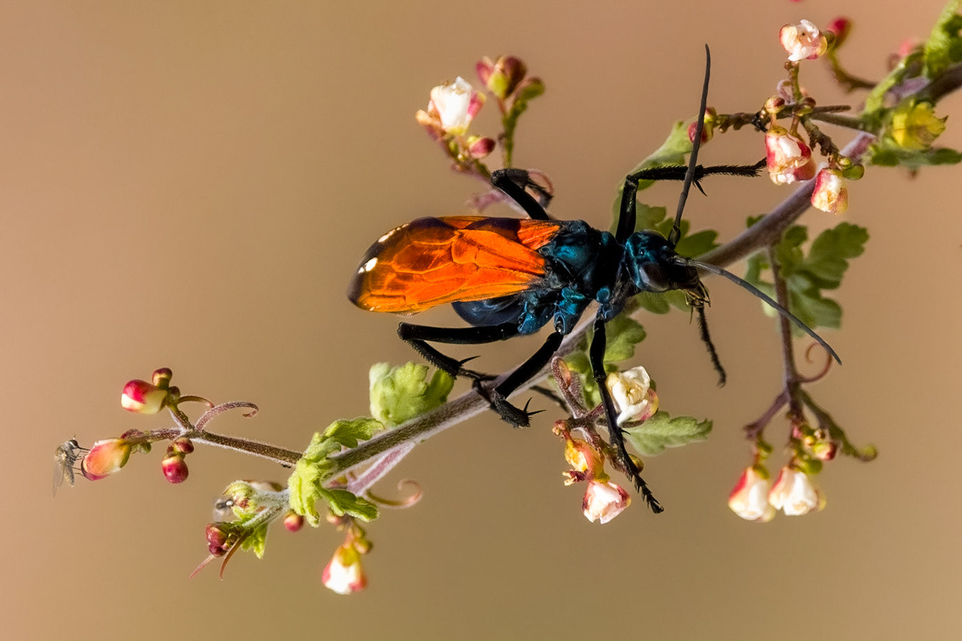 Tarantula Hawk (Wasp)