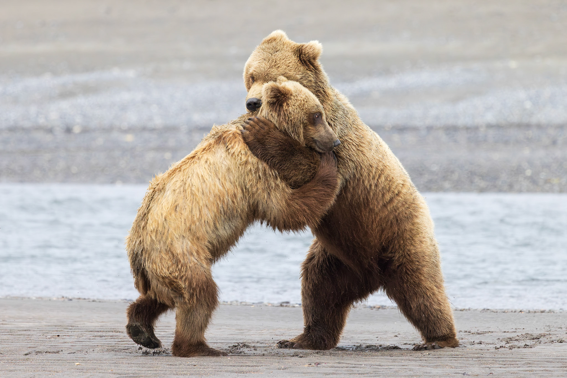 Bear Hug
