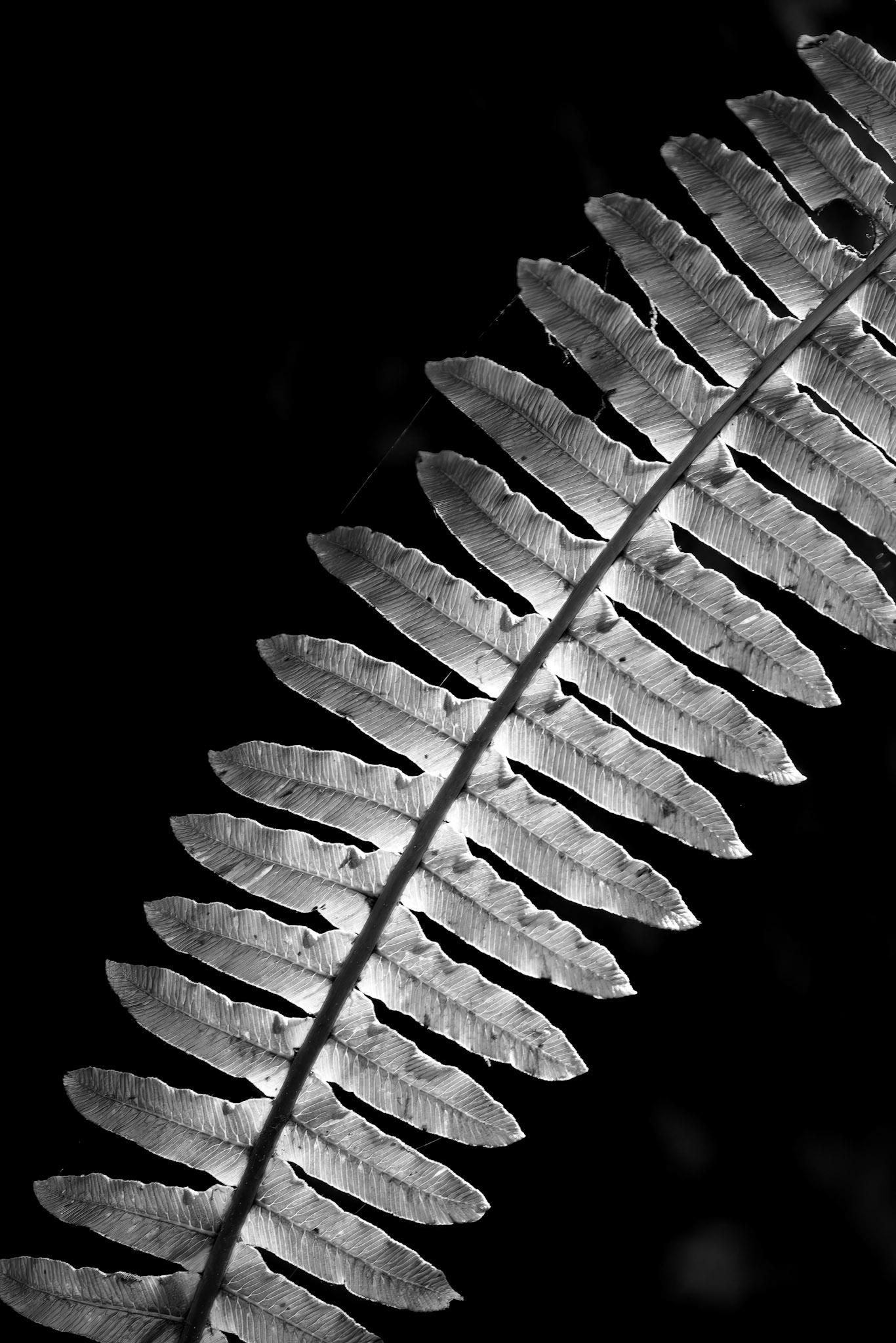 Forest Fern