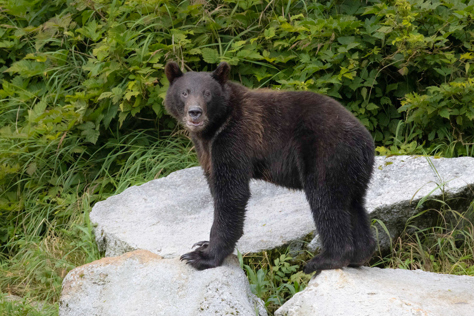Brown Bear Cub