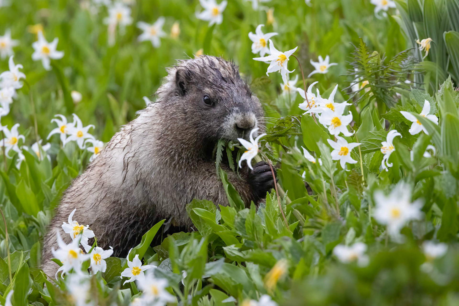 Wildflower Feast