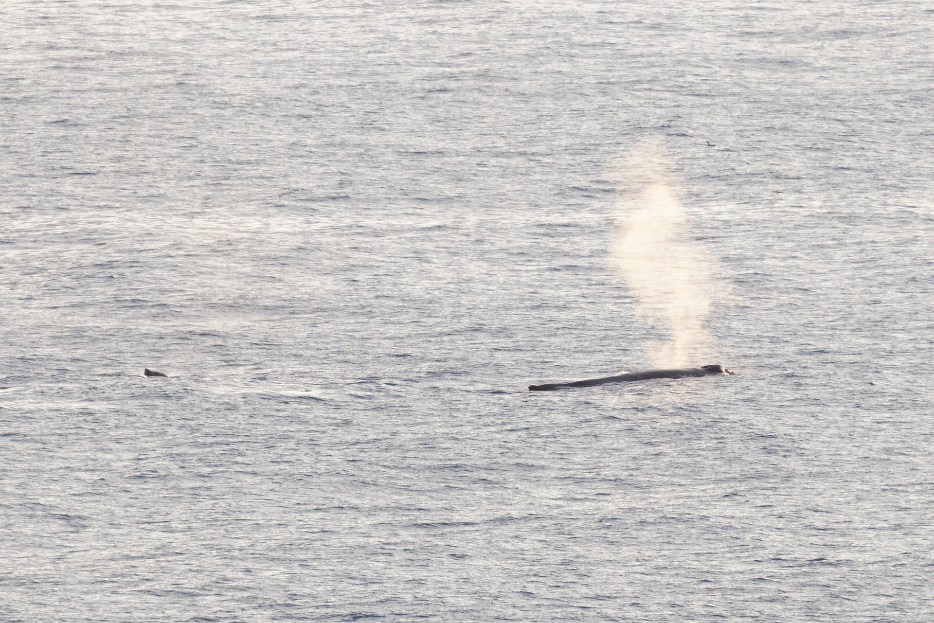 Fin Whale Just Offshore