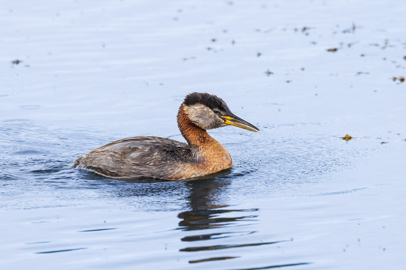 Red-necked Grebe