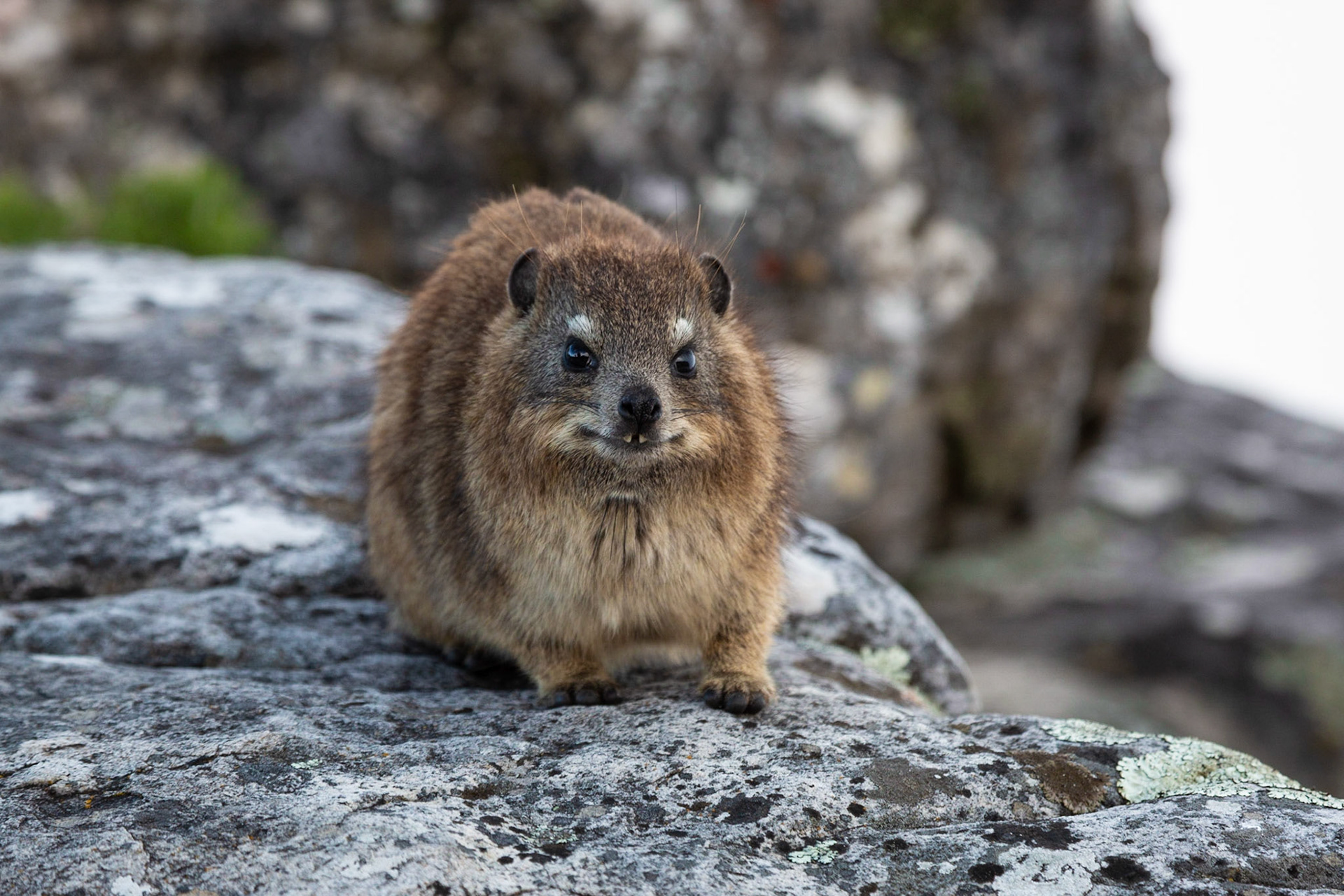 Dassie