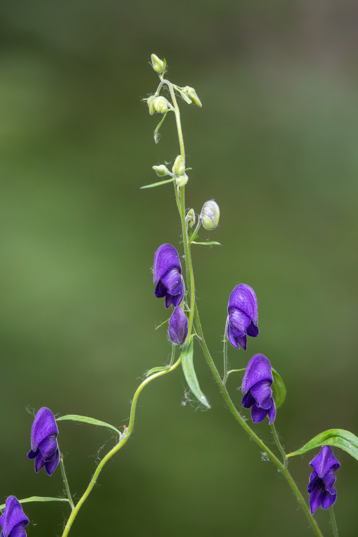 Monkshood